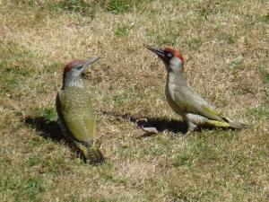 Green Woodpeckers 029